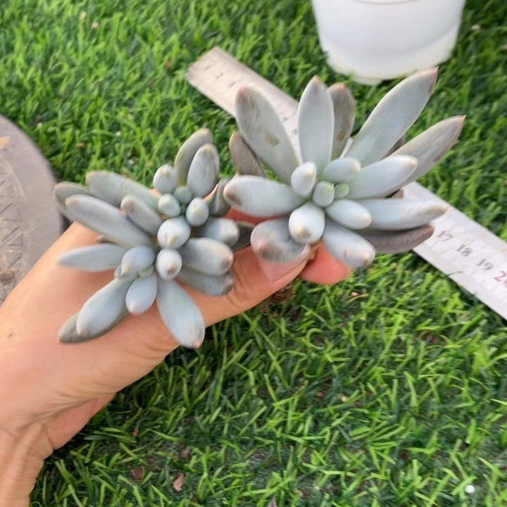 彩体哥特冠幅12 公分一物一拍