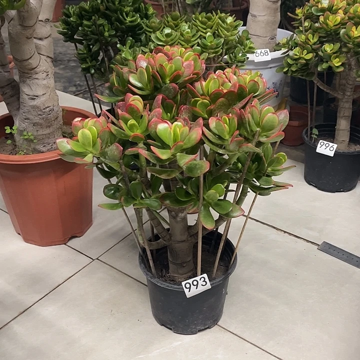 彩玉树花月独杆老桩