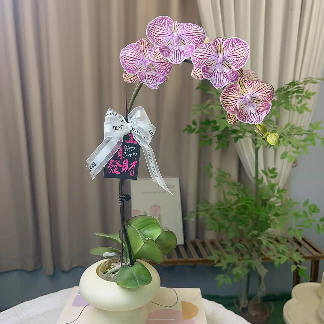 蝴蝶兰【桔红玫瑰】 室内花花 懒人好养 广州基地直发
