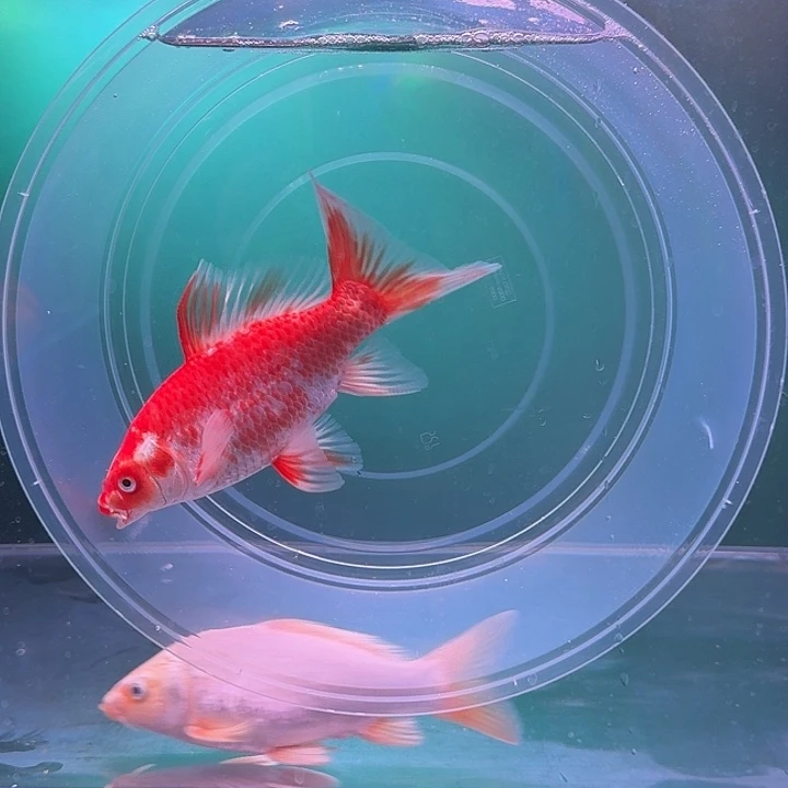 蝴蝶鲤20 号红蝴蝶