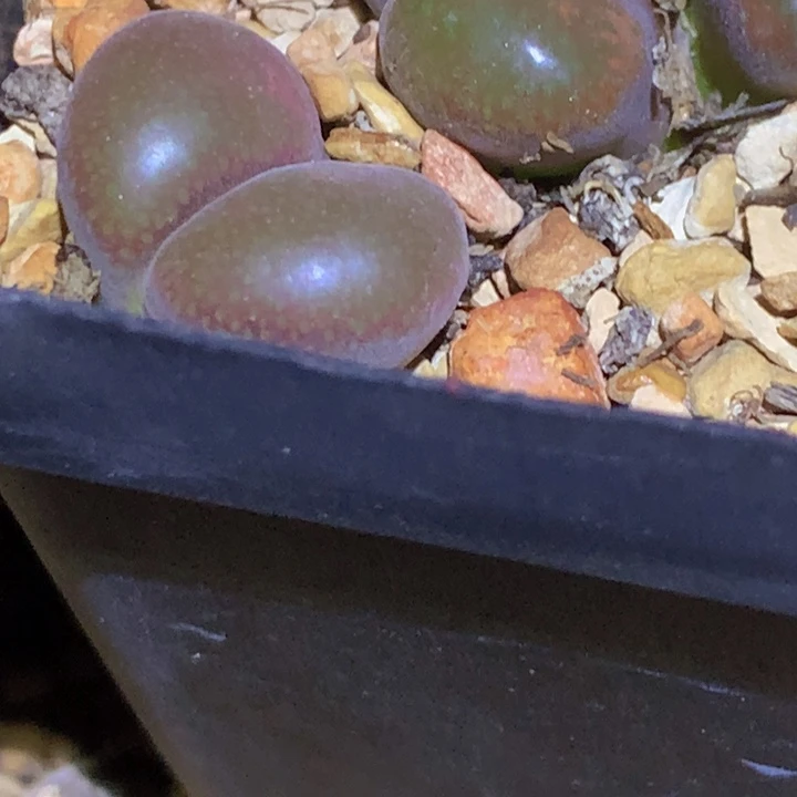 4889888885888878877