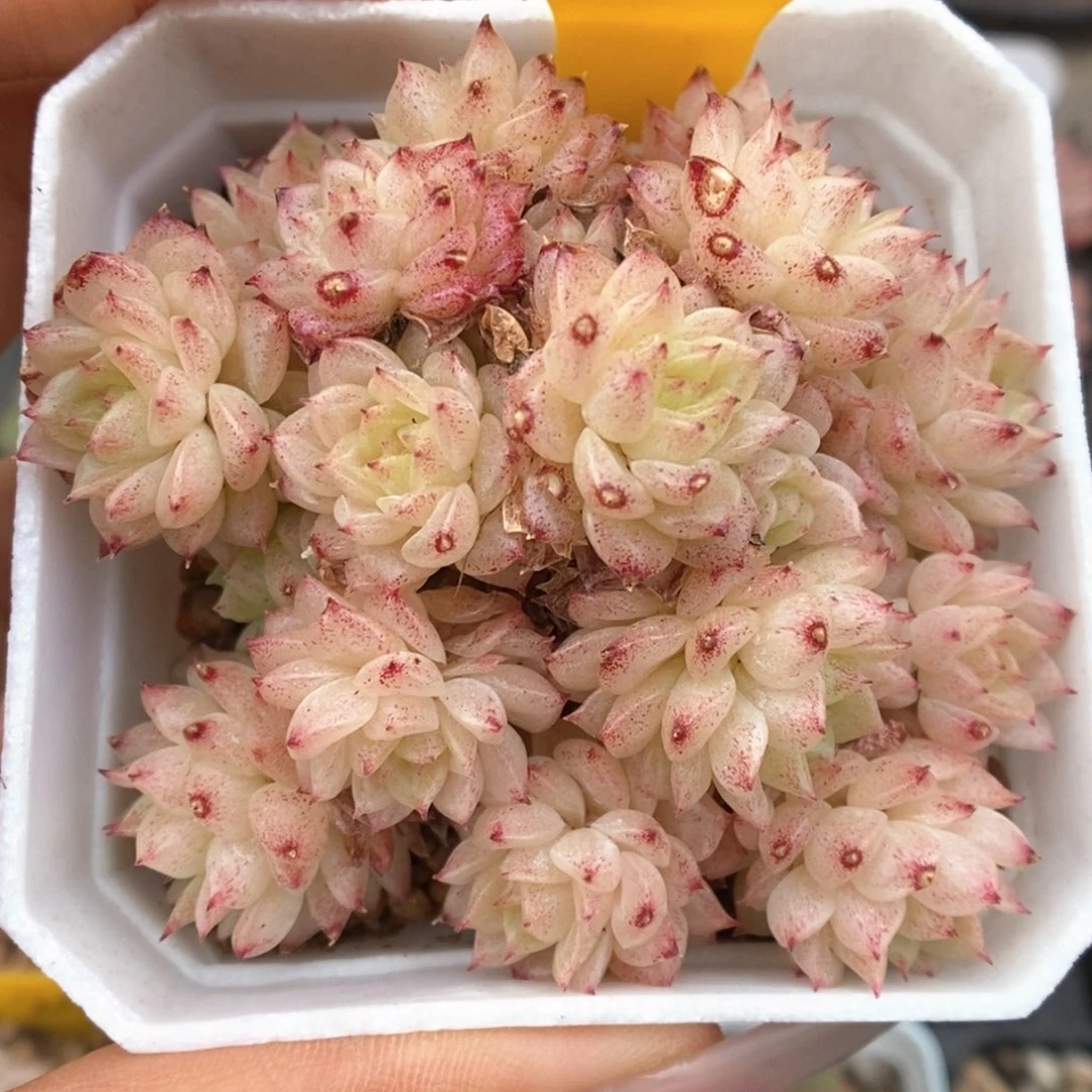 油透麦秆群1719号。