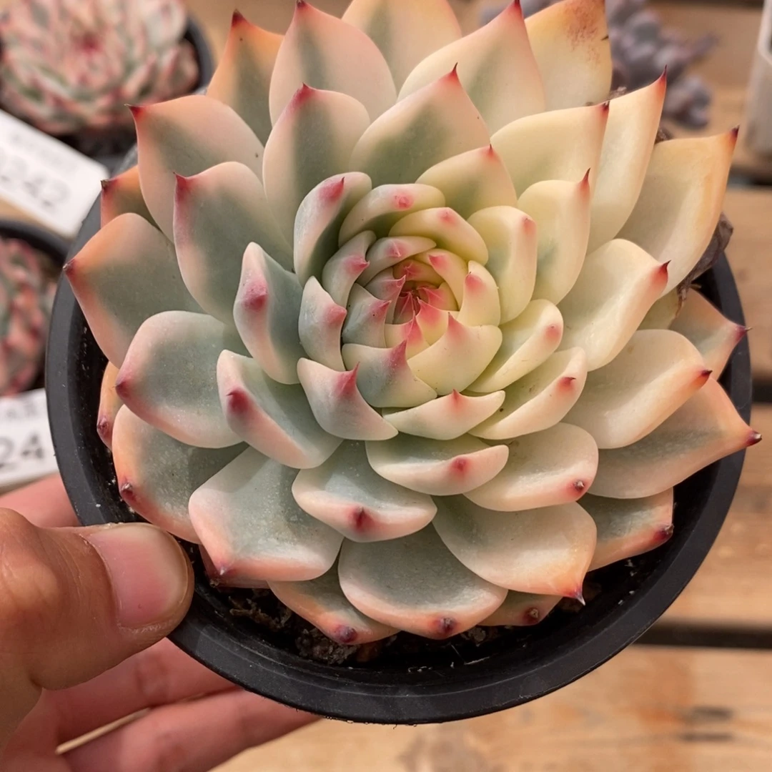 吉娃娃多肉植物9243