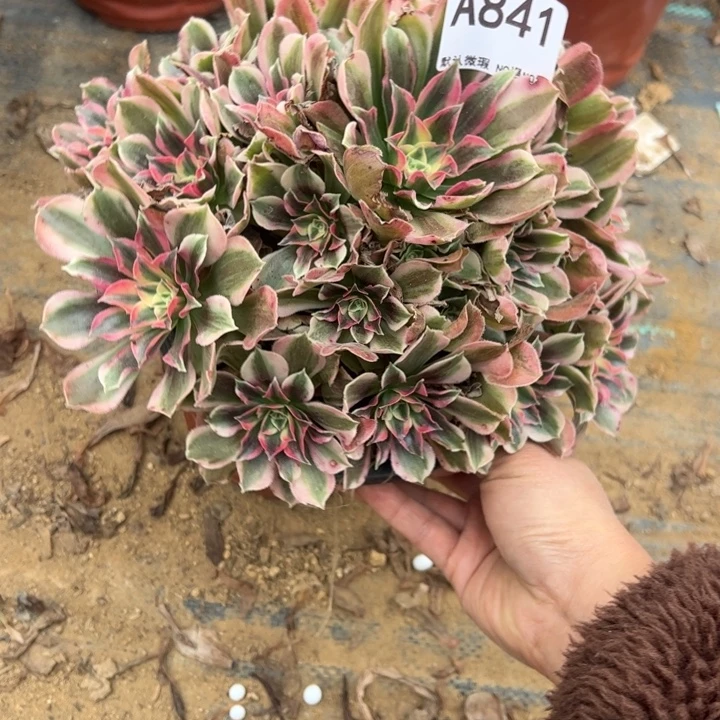 男神多肉植物841.
