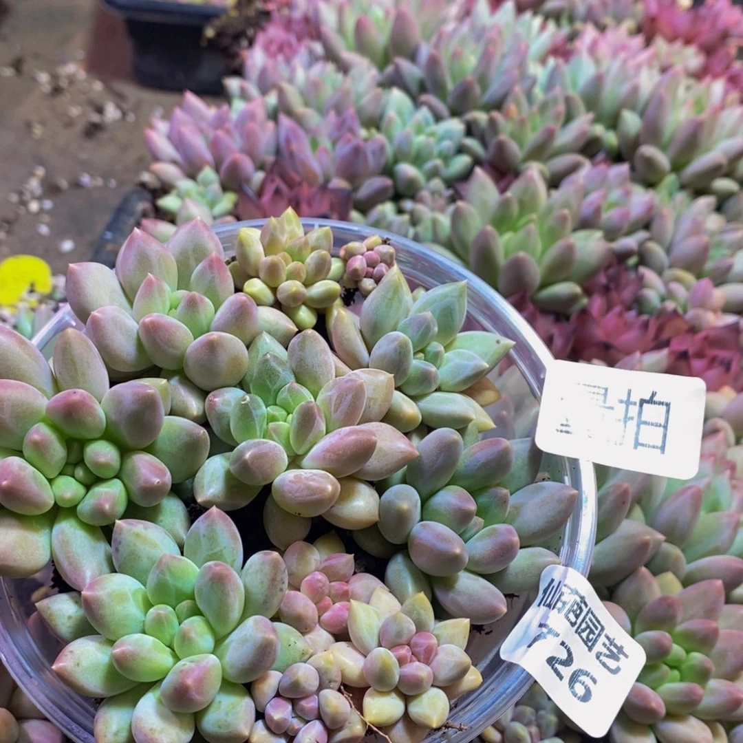 726多肉植物保护量拍一盒保底10颗