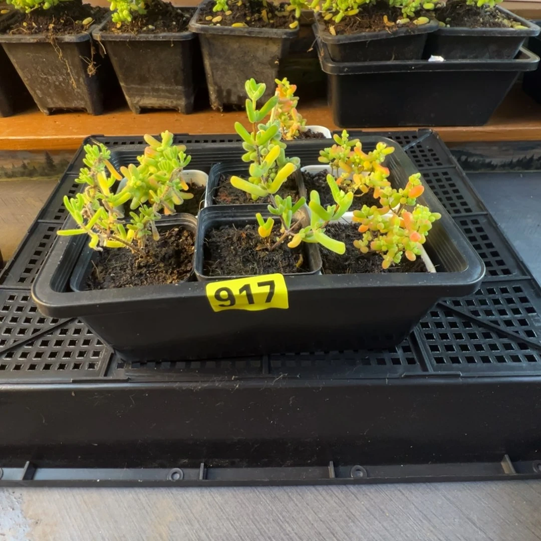 枝干番杏多肉植物917