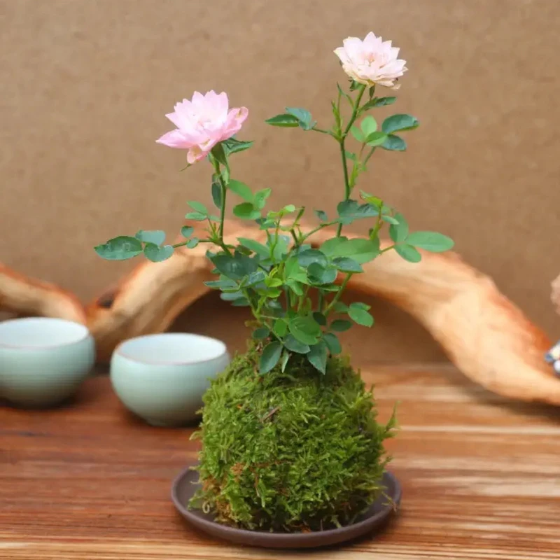 花苞超微四季开花迷你微型室内月季玫瑰盆栽苔藓桌面阳台绿植花卉