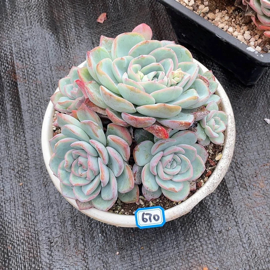 670泡芙一物一拍多肉