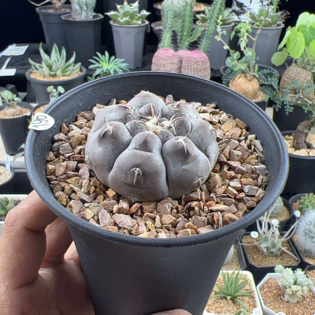 铅皮实生4.9一物一拍带盆发