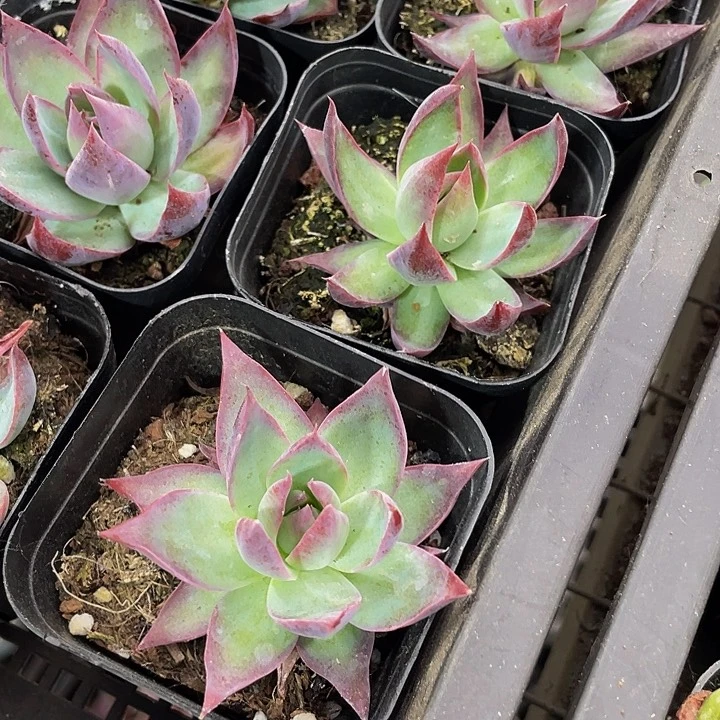 6.5方惊鸿带盆土发