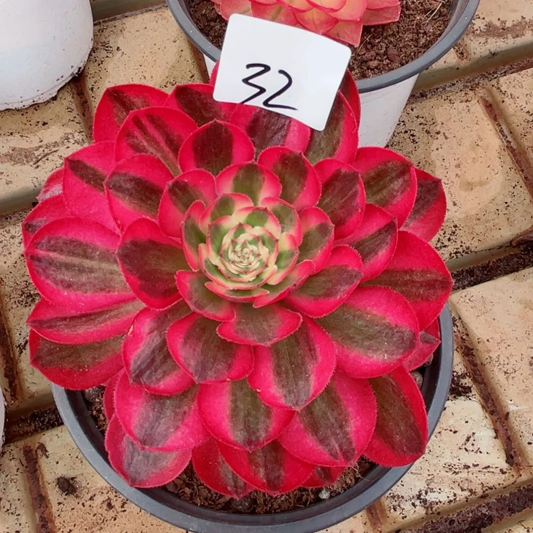 一物一拍多肉法师32