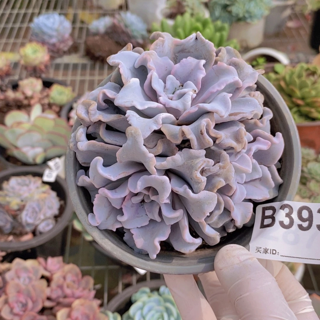 393芭蕾舞者一物一拍