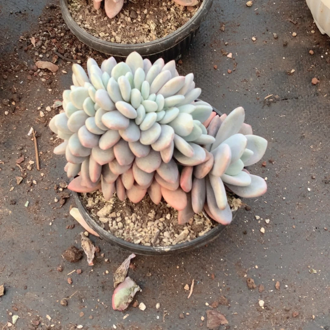多肉植物多肉植物