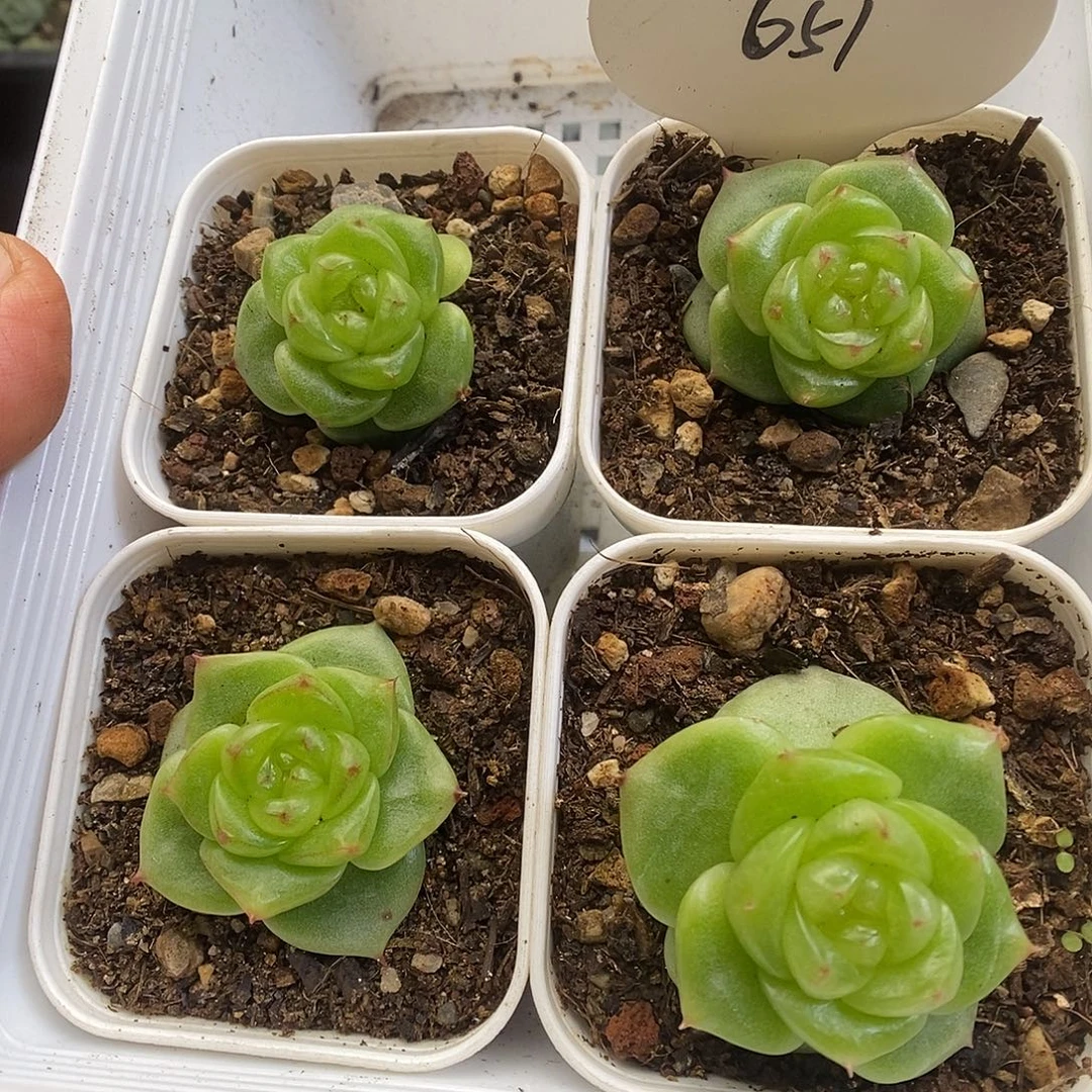 一物一拍一物一拍913-651