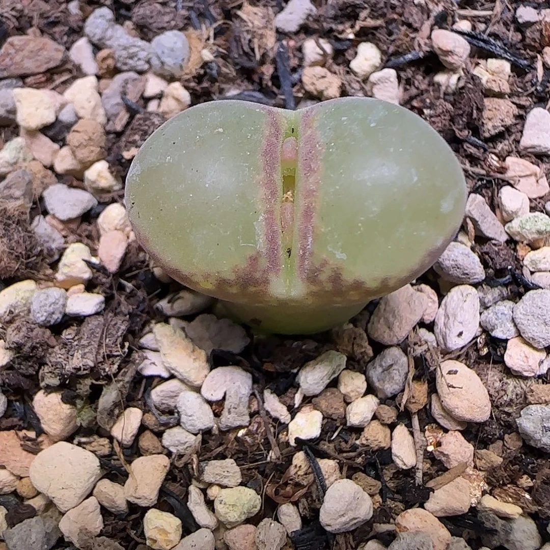 695日本原株红风铃带盆土