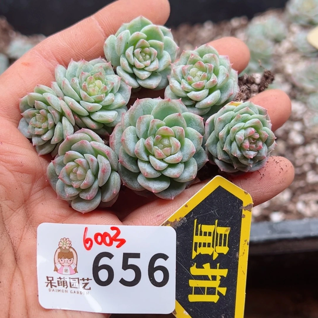 多肉植物多肉植物