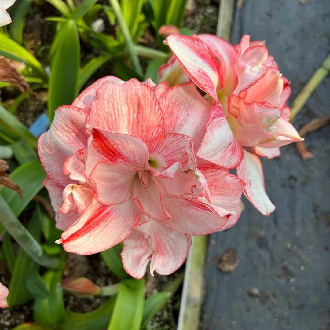 朱顶红-【梦幻芭蕾】4.5cm 只包对版，不包后期养护