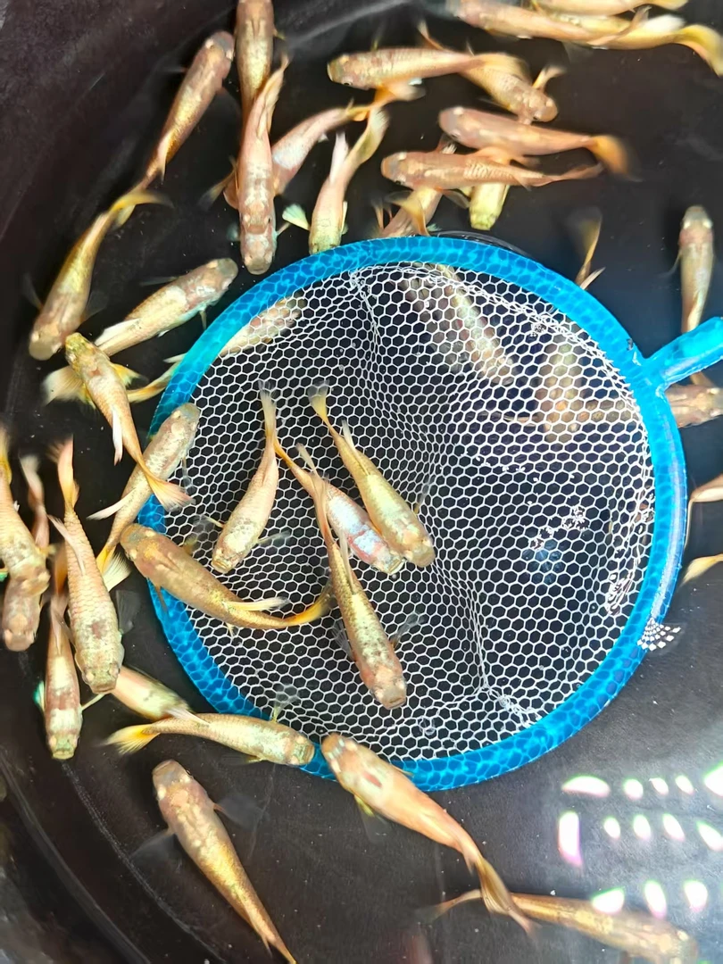 满鳞孔雀鱼越系原线小型热带观赏鱼皮实好养寓意好源头渔场直发