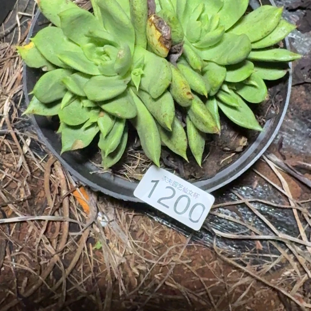 仙女杯多肉植物杂交