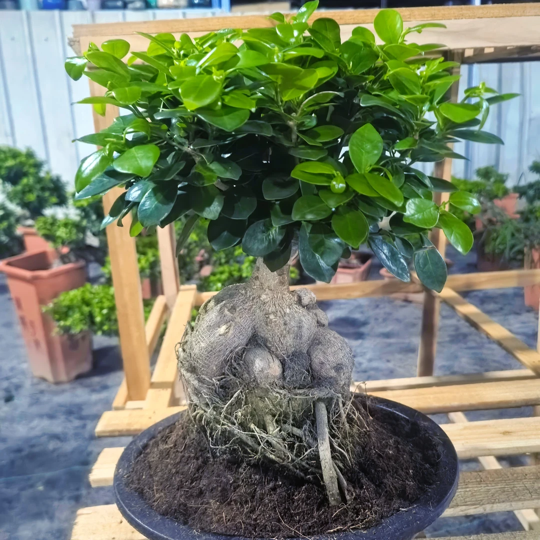 人参榕矮霸金钱榕树室内外植物四季常青好养易活