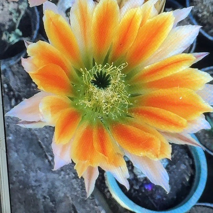 皇冠虾侧芽3公分仙人球