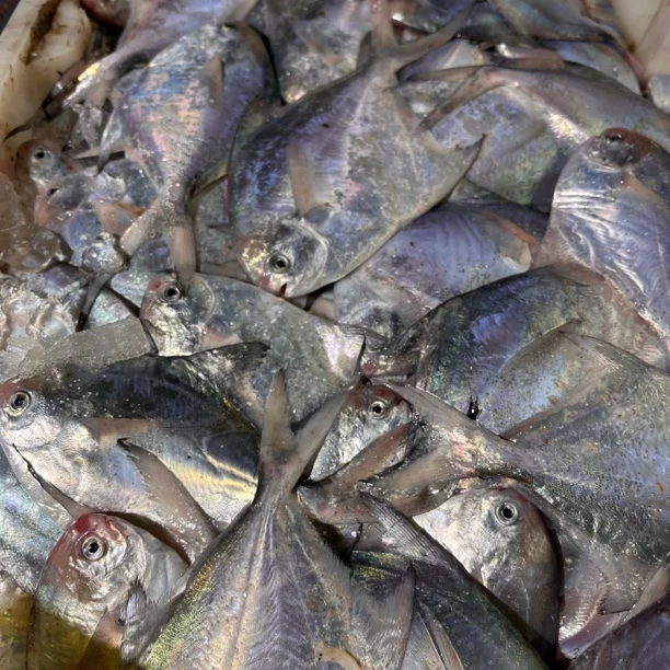 东海海捕野生/鲳鱼/活锁