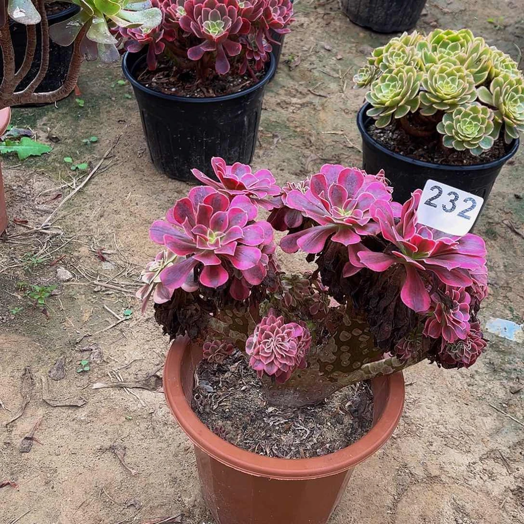 多***者美杜莎缀化一棵232