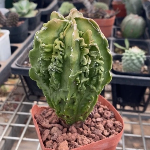 实生大核桃6仙人球