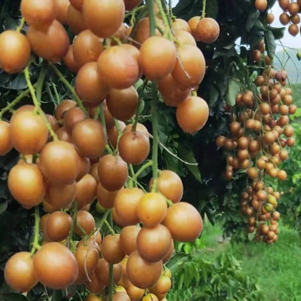 正宗黑金刚黄皮纯甜冰糖黄皮鸡心黄皮贵妃带土带叶盆栽地栽