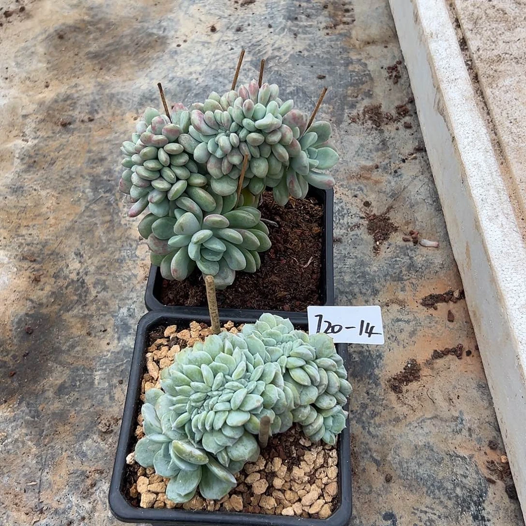 豆***妈720-14花斑鹿缀劳林缀组合2颗寄养