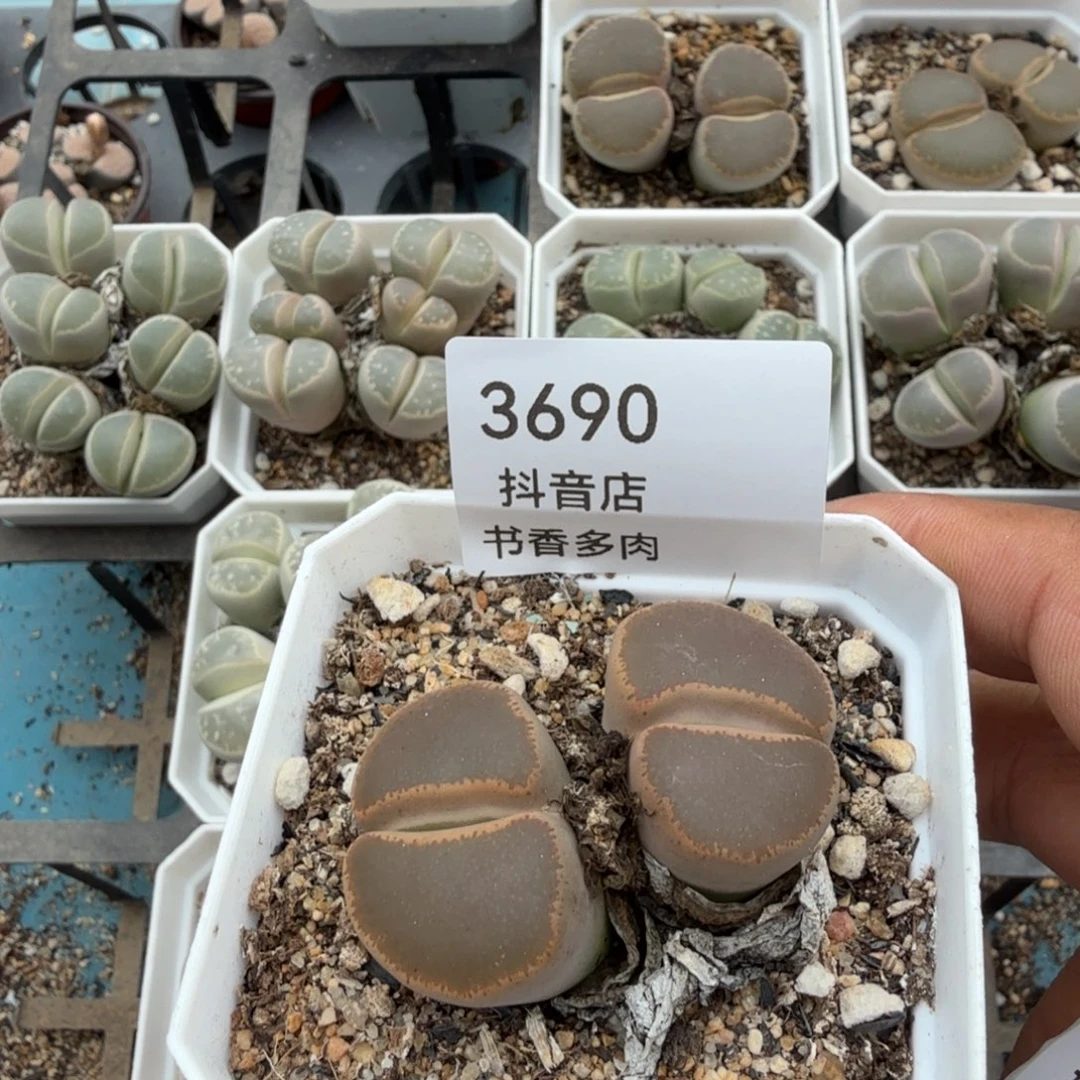 于***英多肉。