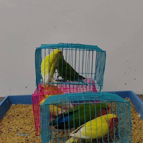 虎皮鹦鹉牡丹鹦鹉鹦鹉2只