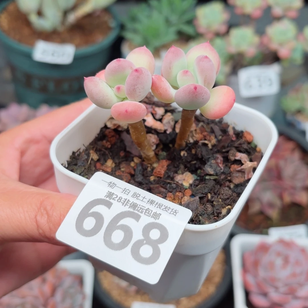 苹果奶老桩无盆土发货