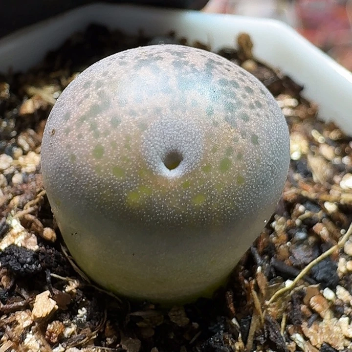 生石花2333:：。  83