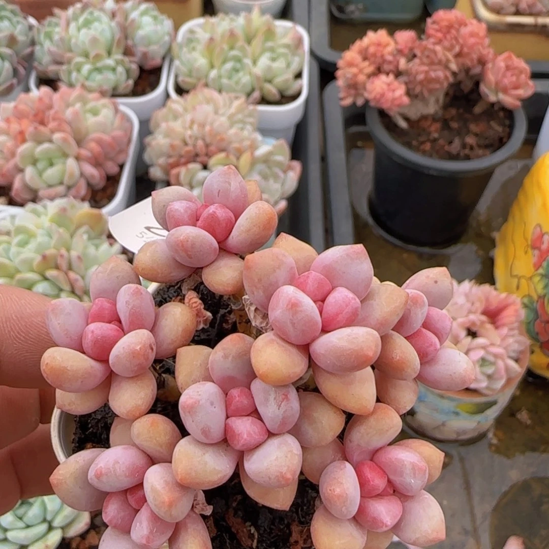 宝石奶酪一颗脱土发货