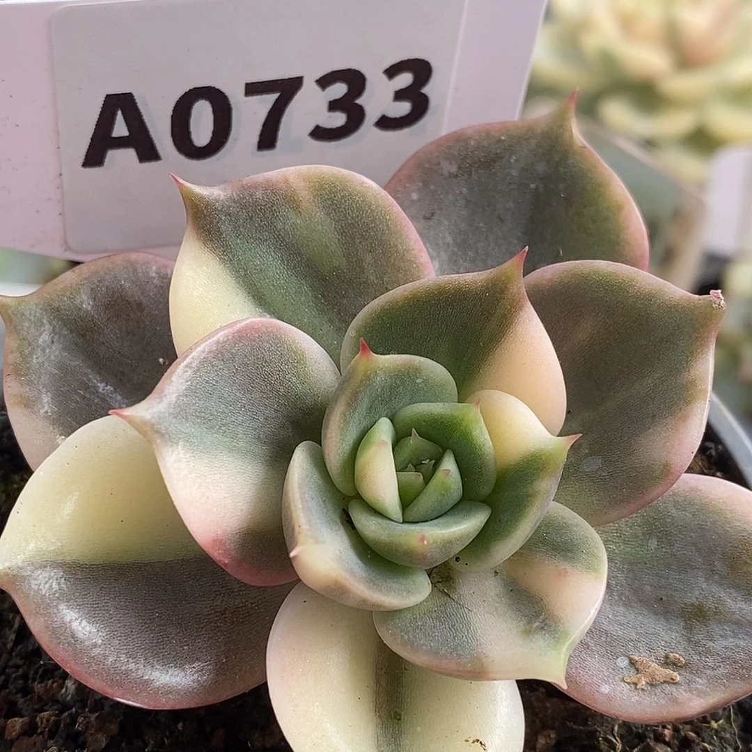 733花脸贝加尔湖高高挂起