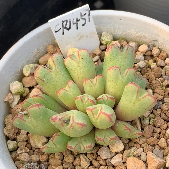 20多头园艺猪蹄精品