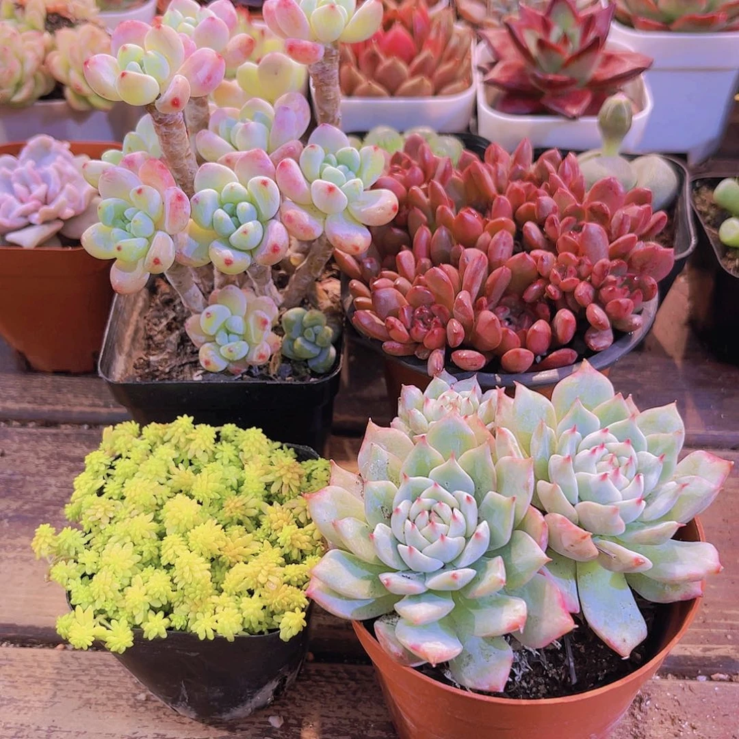 罗琦➕黄金草➕大tp➕大红宝石