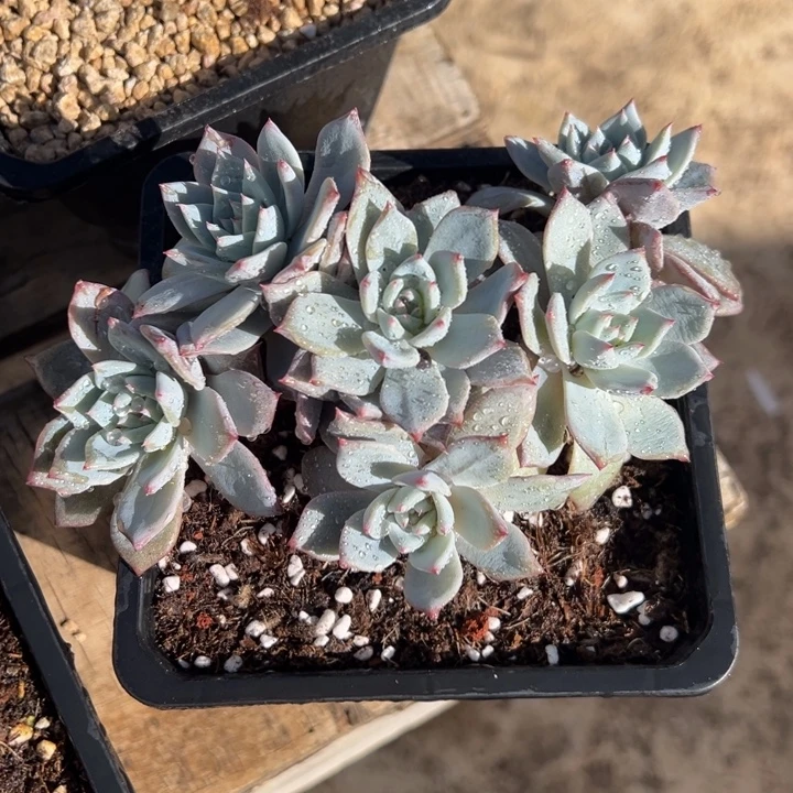 粉蓝鸟 自然群 多肉植物