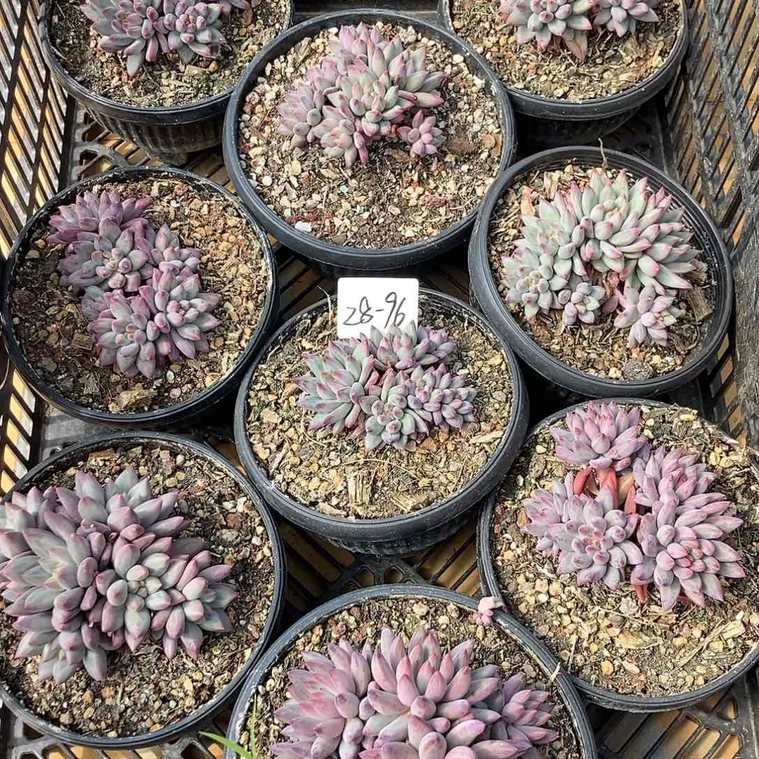 28-96美人随机5头发