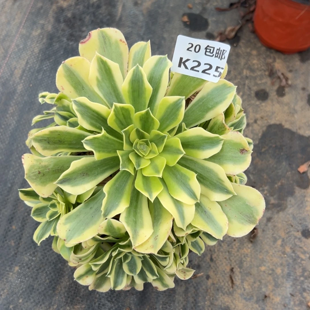 *****225绿豆沙，满20包邮