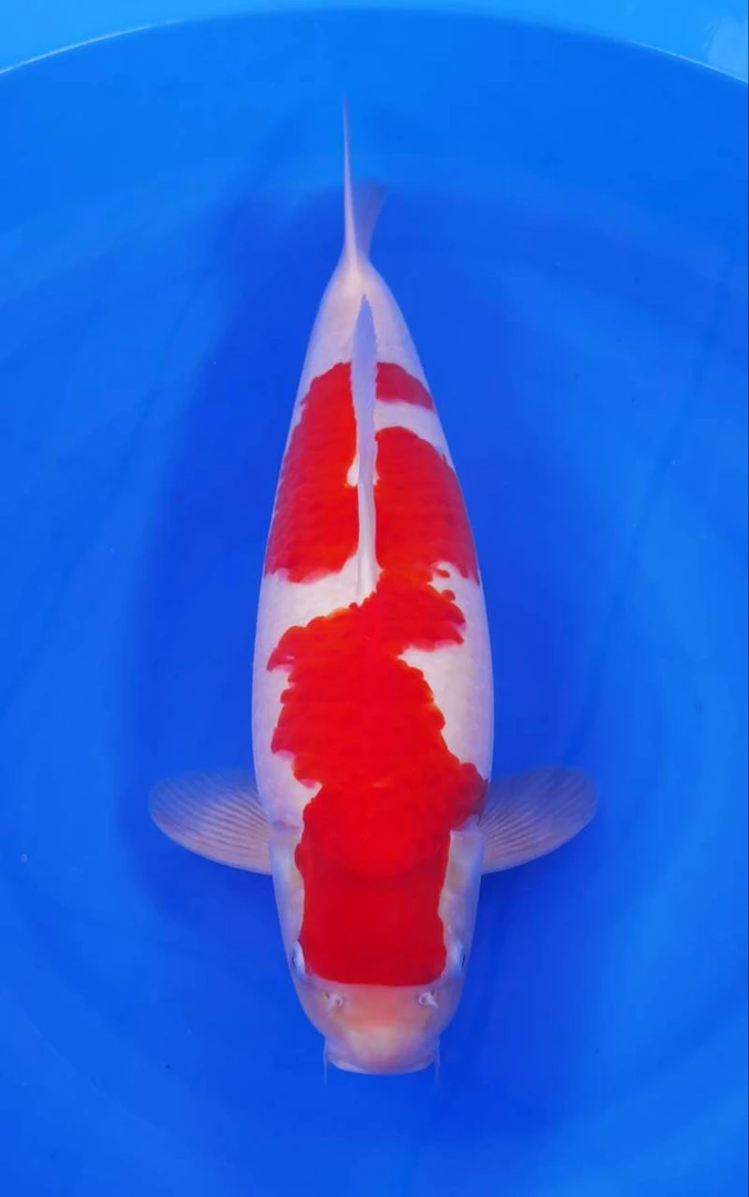 精品红白大正三色孔雀奶牛