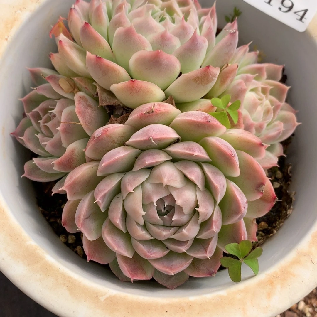 7194新年快乐发发发