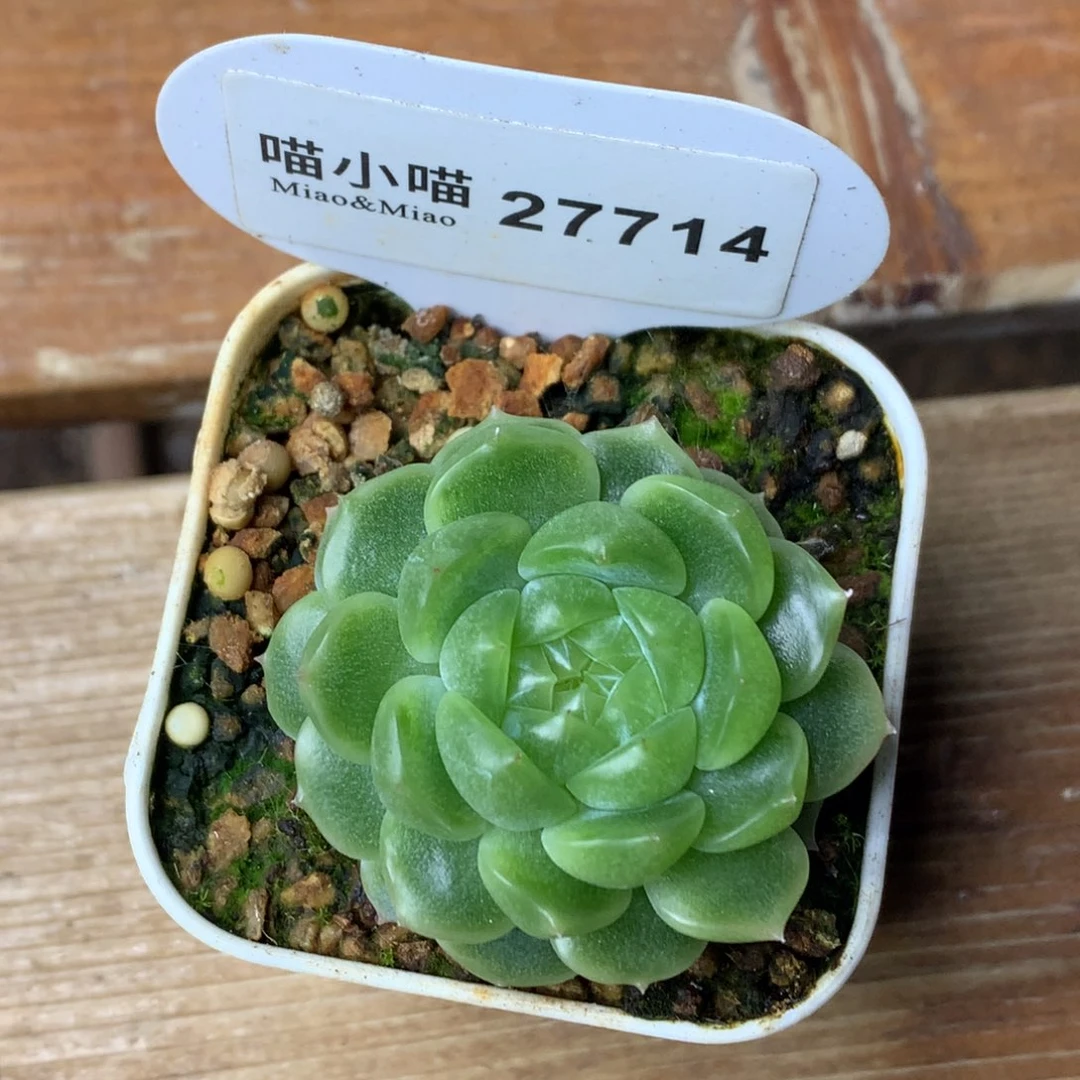 懒***杨多肉植物杂交珍妮