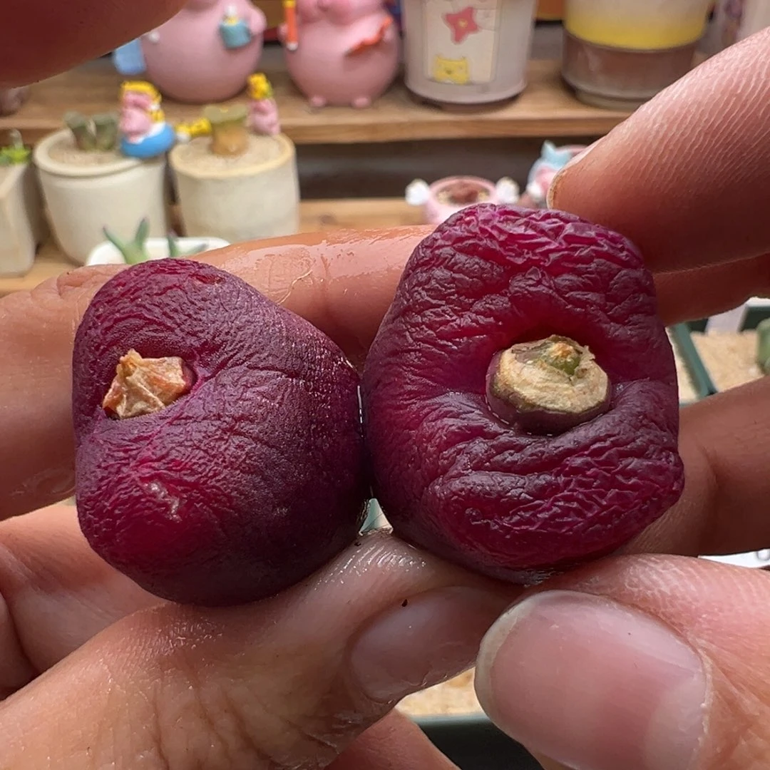 121。优选紫红超毛 大母本 单颗。小干疤