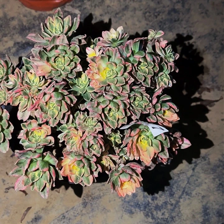 597甜茶多肉植物处理不售后