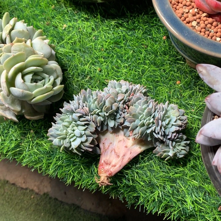 白茶板子潜力股寄养