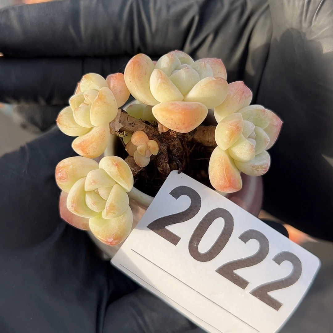 2022四头冰玉带盆发带崽