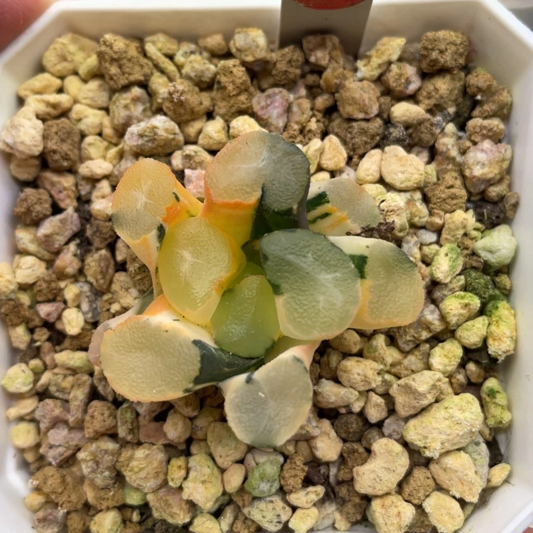 小蔡的菜园11山之翠锦