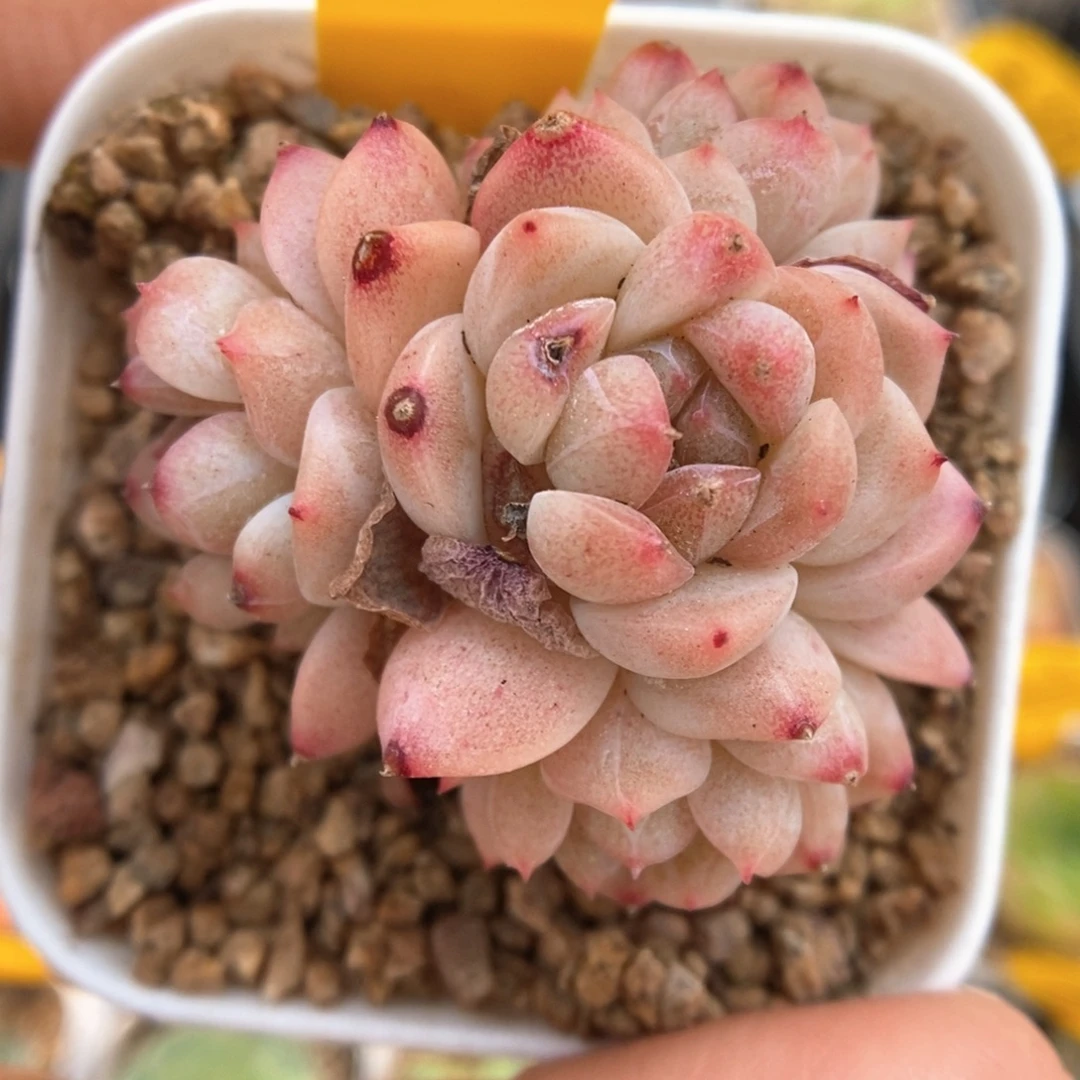甜心d群生可拍290号